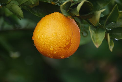 A Close Up Shot of a Fresh Orange Fruit
