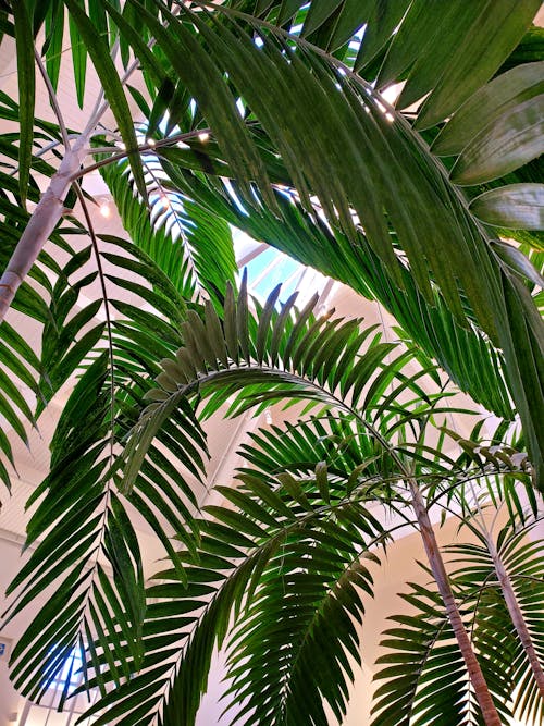 Бесплатное стоковое фото с зеленые листья, пальмовое дерево, снимок снизу