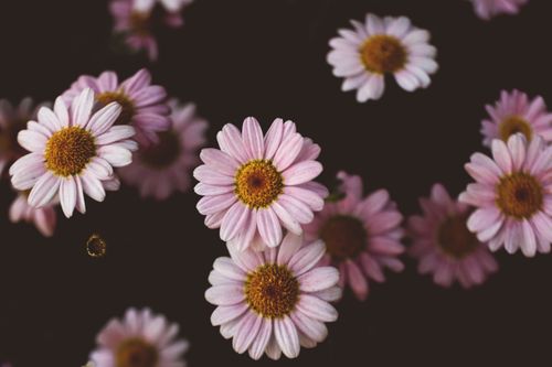 Free A beautiful close-up of pink daisies with dark background, highlighting their delicate petals. Stock Photo