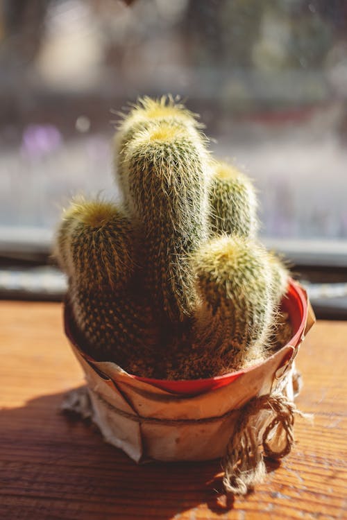 Green Cactus in Brown Pot on Window Sill