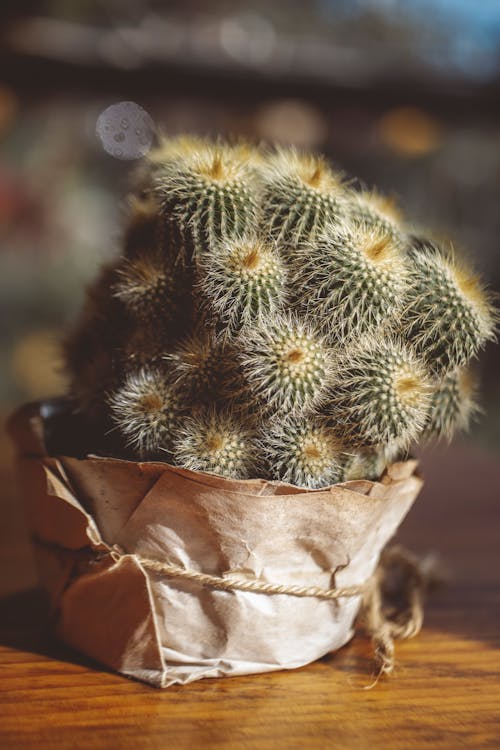 Green Cactus Plant in a Pot