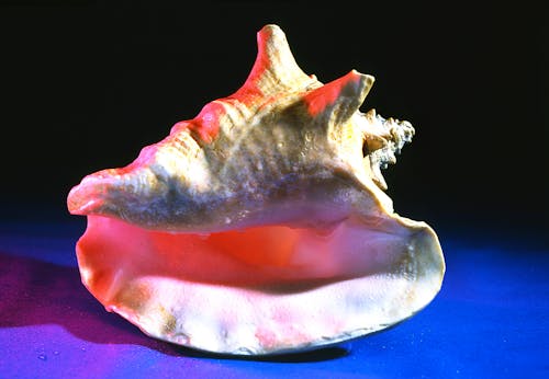 Free stock photo of conch, sea shell, seashell Stock Photo
