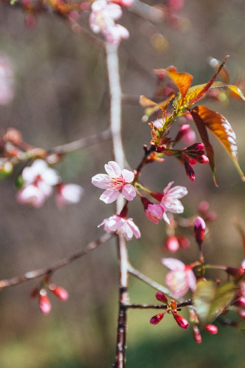 Cherry Blossoms on a Branch 