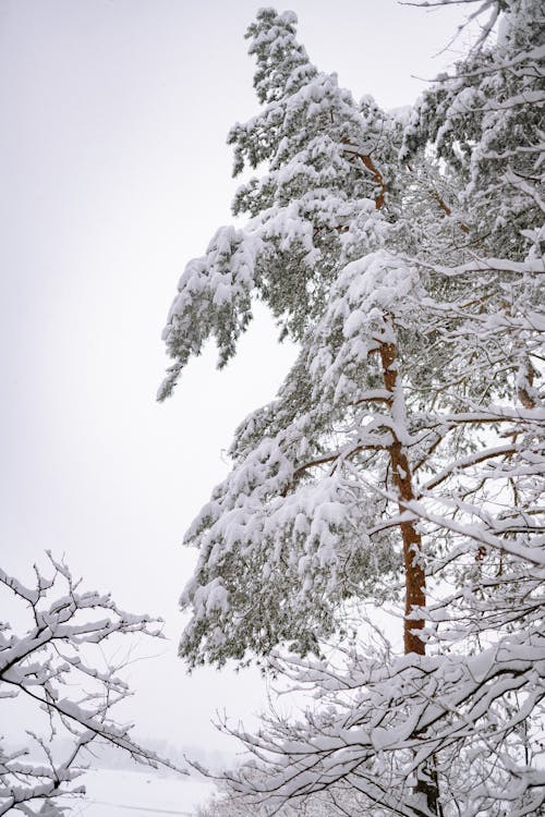 Photo of Snow Covered Trees