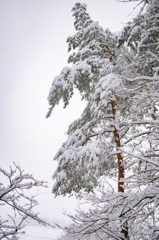 Vertical shot of snow-covered pine trees in a serene winter forest setting.