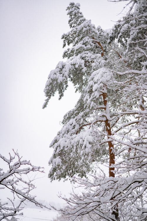 Free Vertical shot of snow-covered pine trees in a serene winter forest setting. Stock Photo