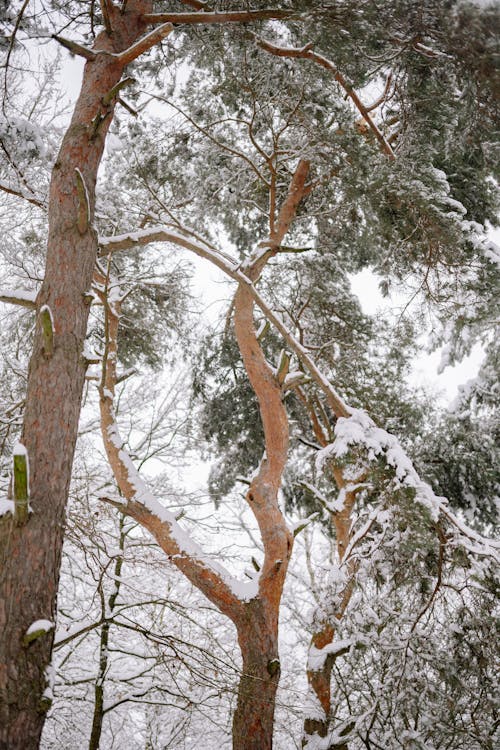 Free Photo of Trees Covered in Snow Stock Photo