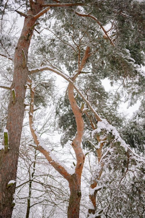 Free Tranquil winter forest with snow-covered pine trees against a bright sky. Stock Photo