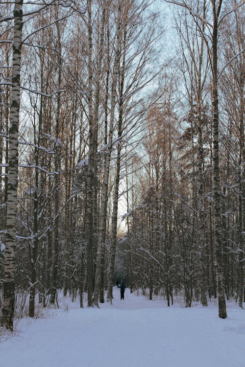 Foto profissional grátis de árvores nuas, coberto de neve, com frio