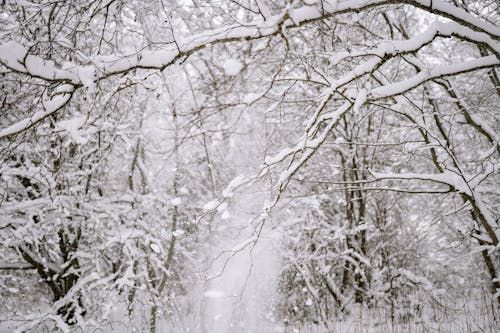 Бесплатное стоковое фото с ветви деревьев, зима, ледяной