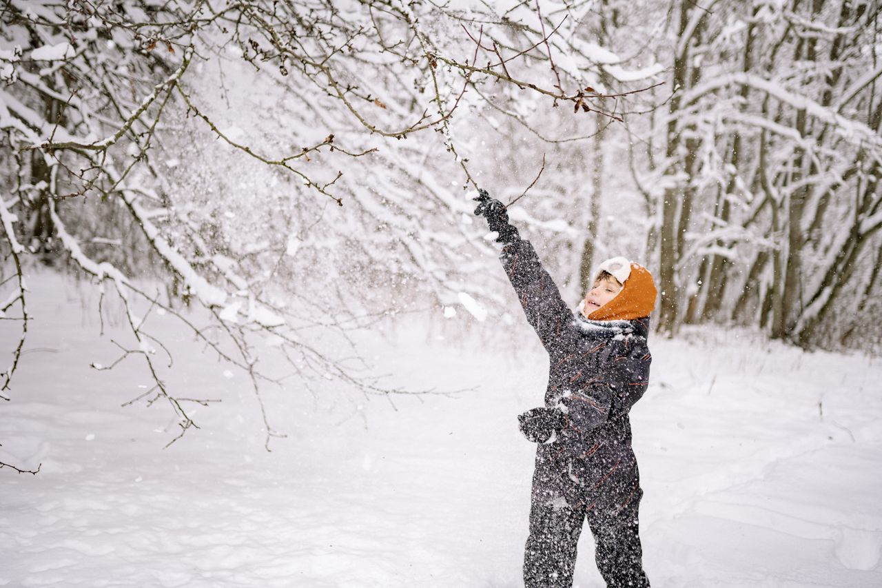 Child in a dark snowsuit shaking snow from tree branches in a snowy forest