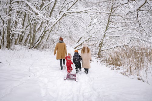 Foto profissional grátis de andando, árvores nuas, coberto de neve