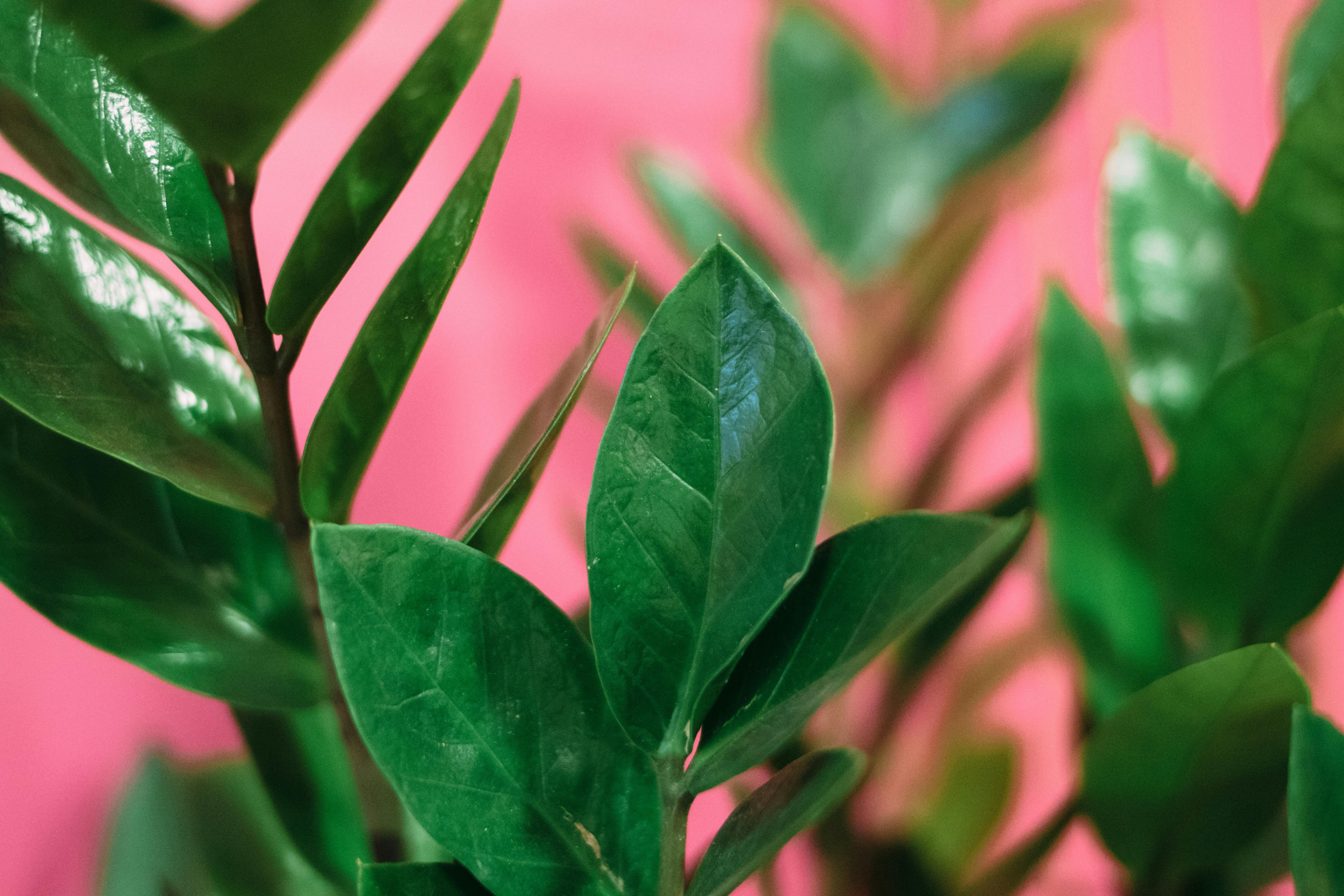 Close-up shot of vibrant green leaves set against a contrasting pink backdrop, capturing nature's beauty.
