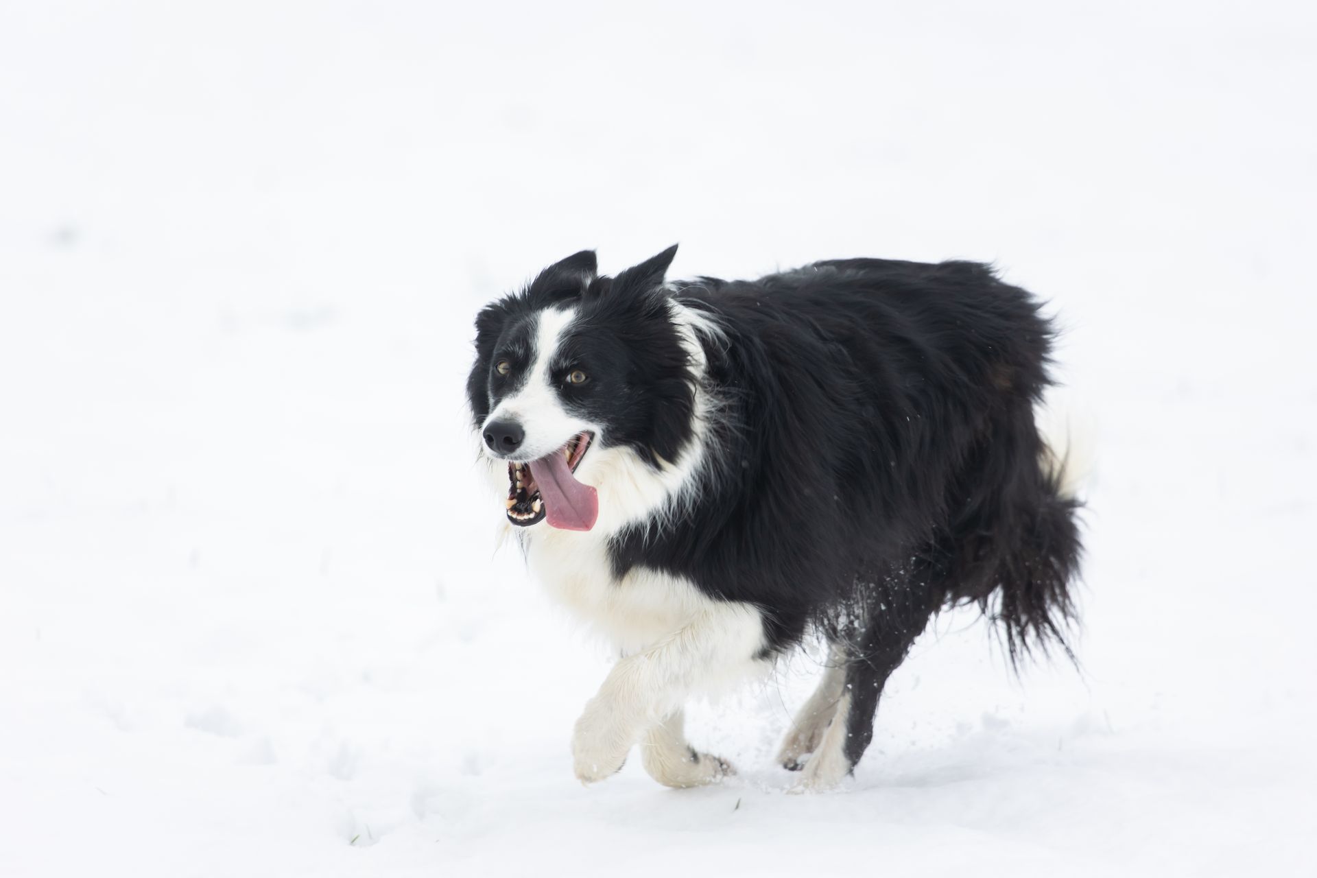 A Dog Running on the Snow Covered Ground