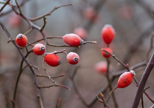 Free Red Round Fruits on Tree Branch Stock Photo