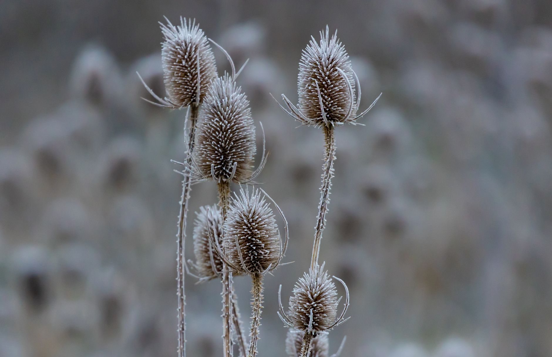 Fall Perennial Cutbacks: What to Cut in October and What to Leave Standing