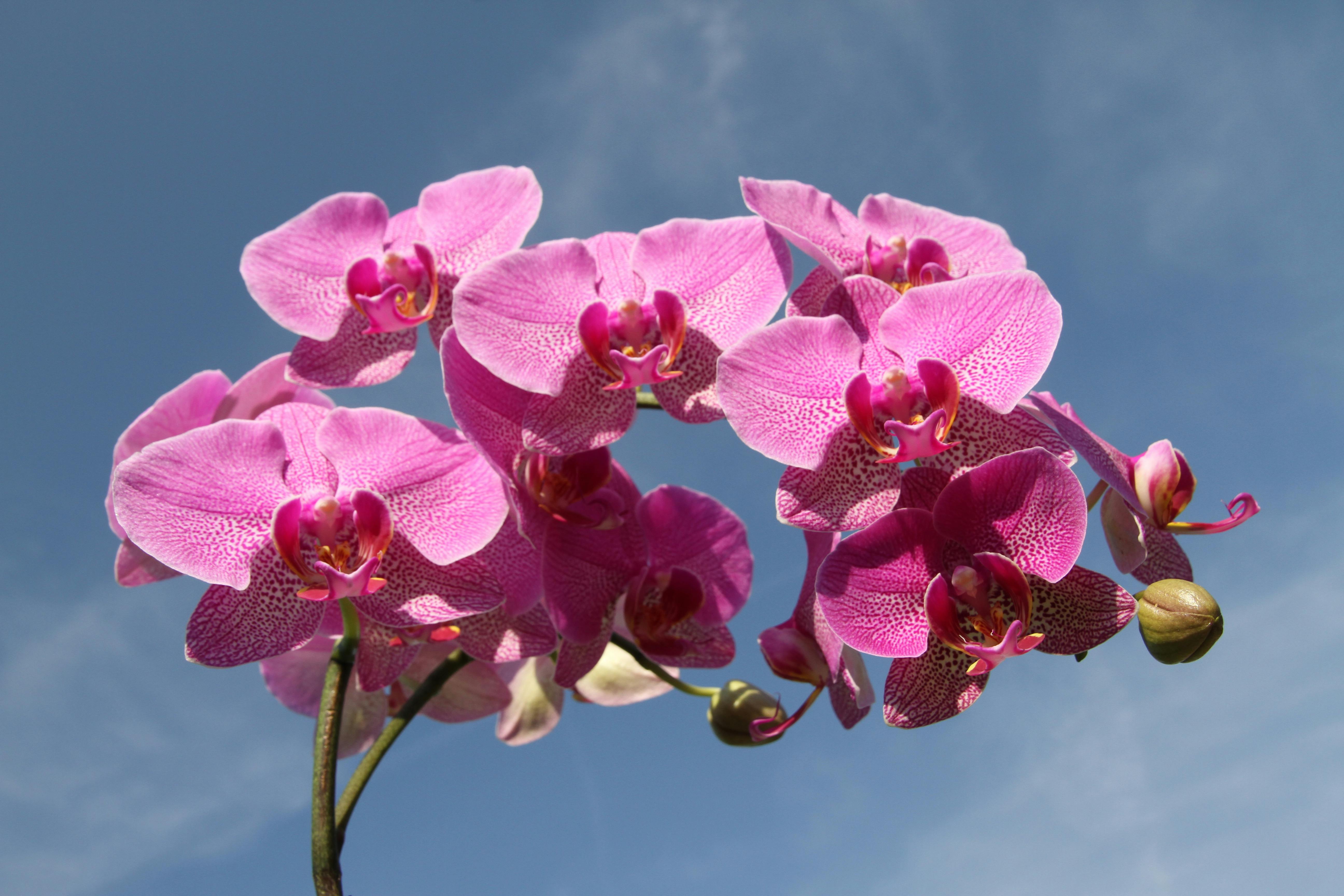 Études de cas : exemples remarquables de symbiose des orchidées à travers le monde