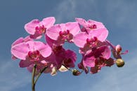 清澈的蓝天下，盛开着令人惊叹的粉色兰花，象征着美丽与优雅