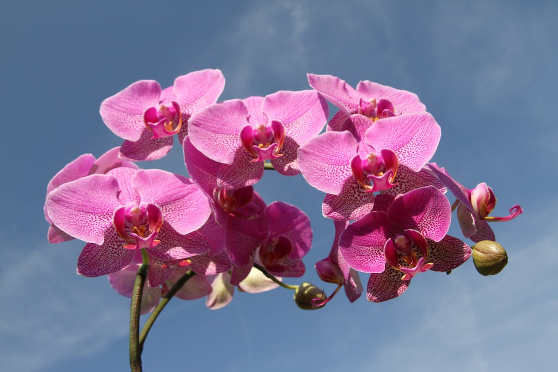 Free Pink Flower Stock Photo