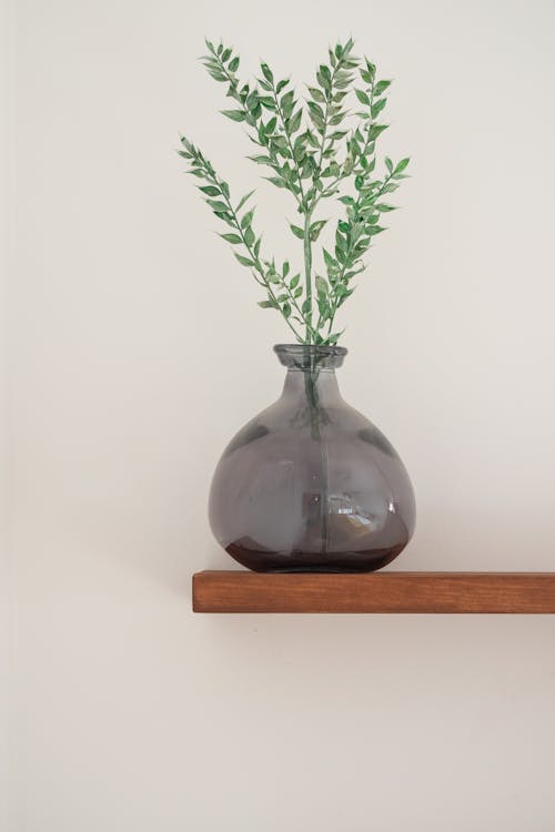 Free Green Plant in Clear Glass Vase on the Wooden Shelf Stock Photo