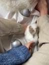 Top view of unrecognizable female in sweater sitting with cute rabbit during holiday on crumpled textile with Christmas baubles and tinsel