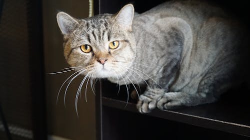 Free Gray Tabby Cat on Black Shelf Stock Photo