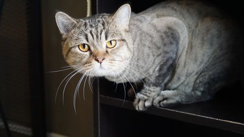 Free A close-up of a tabby cat with striking eyes resting on a shelf indoors. Stock Photo