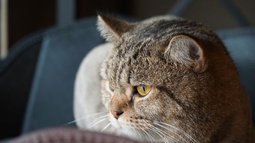 Free A detailed close-up shot of a contemplative tabby cat sitting indoors. Stock Photo