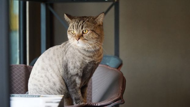 how to introduce two adult cats step by step