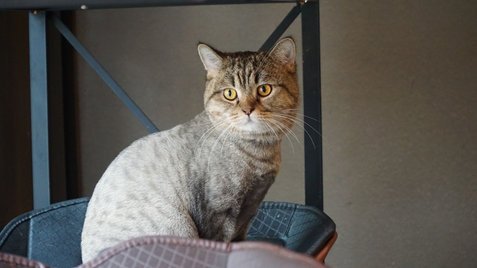 Brown Tabby Cat on Black Chair
