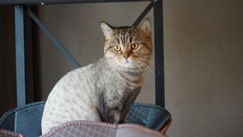 Free Close-up of a tabby cat sitting on a chair indoors, looking towards the camera. Stock Photo