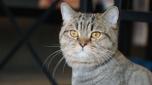 Free stock photo of cat, puppy