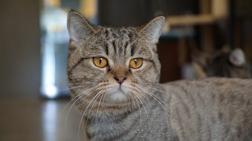 Free stock photo of cat, puppy