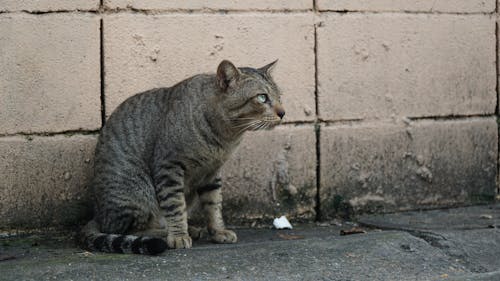 Free stock photo of cat, puppy