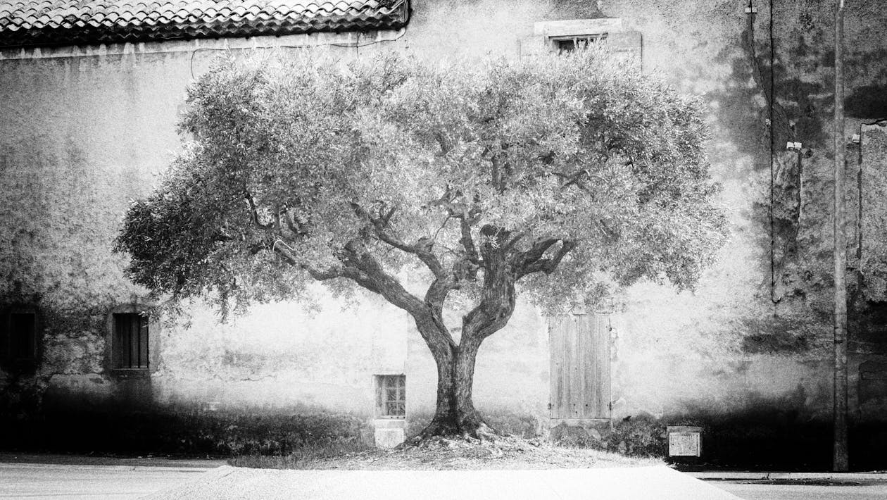 Foto profissional grátis de arbre, monocromático, noir et blanc
