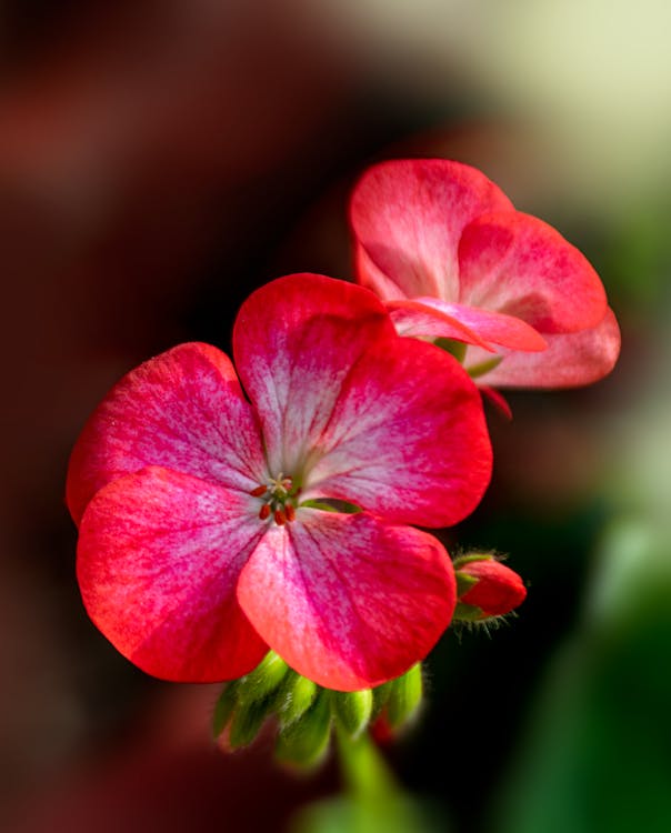 Close-Up Photo of Blooming Red Flowers