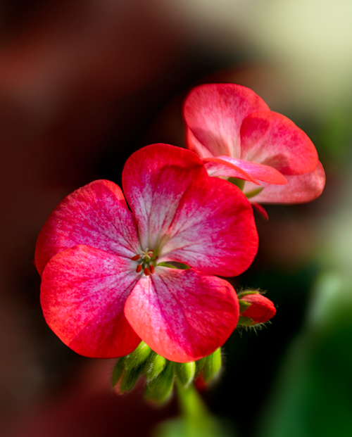 Free Close-up of vibrant red geranium flowers showcasing delicate petals and natural beauty. Stock Photo