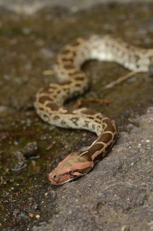 パイソン, ヘビ, 動物の無料の写真素材