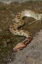 Brown and White Snake on Water