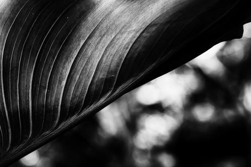 Gratis lagerfoto af blad, luftslør, sort-hvid Lagerfoto