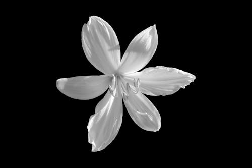 grátis Foto profissional grátis de broto, delicado, flor branca Foto profissional