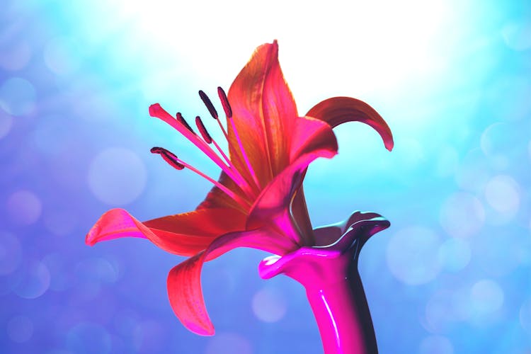 Red Lilly Bud In Pink Vessel On Blue Background