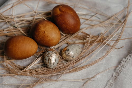 Základová fotografie zdarma na téma detail, hnědé vejce, hnízdo