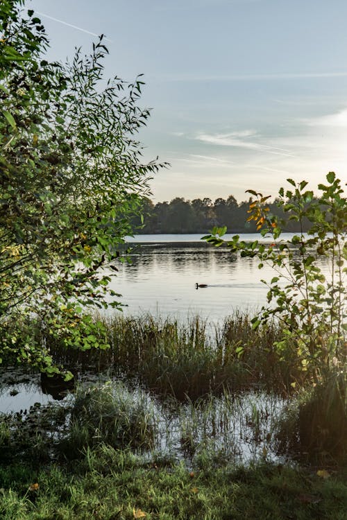 Foto profissional grátis de água, árvores, beira do lago