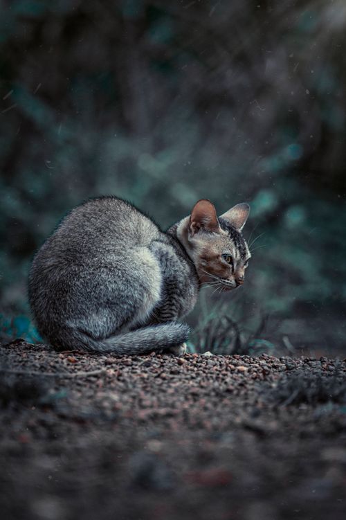 Free A wild cat with grey fur sits quietly in a natural setting, exuding calmness and alertness. Stock Photo