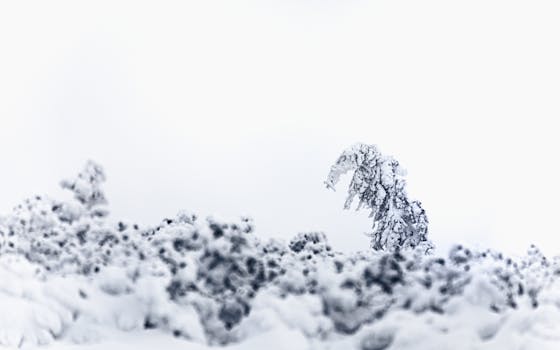 elephant mountain hiking
