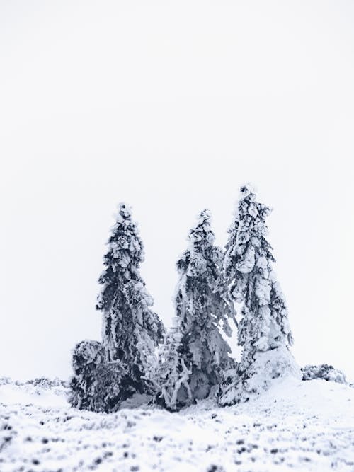 Immagine gratuita di alberi, coperto di neve, innevato