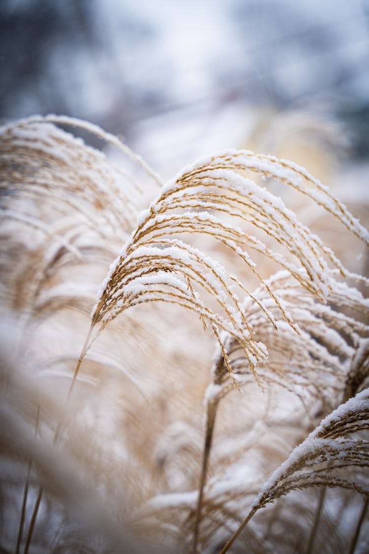 Miscanthus Sinensis  In Close Up Photography