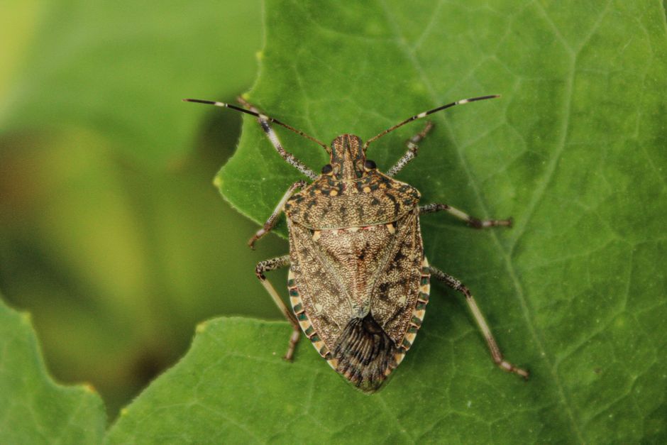Illustration for Meaning and classes of pests in Pests of Crops