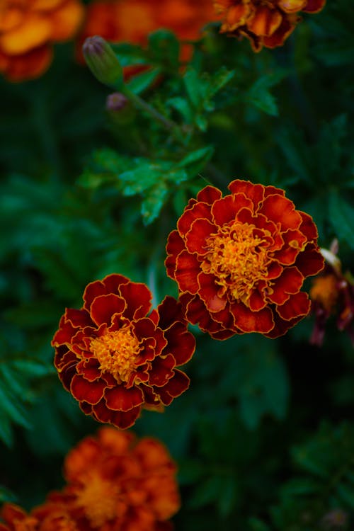 Gratis lagerfoto af blomster, blomsterfotografering, flora